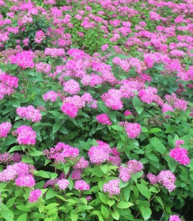 Spiraea japonica 'Manon'
